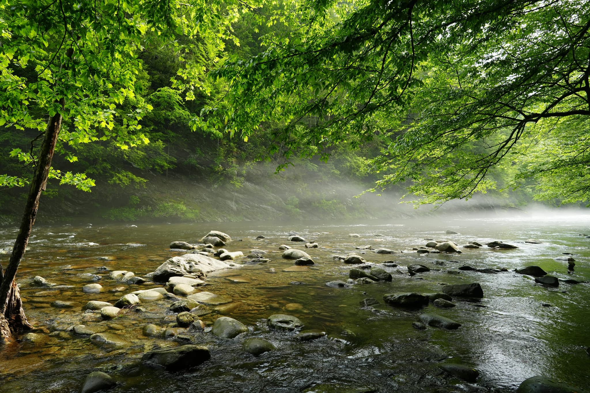 Morning mist on the Little River at the Townsend Wye