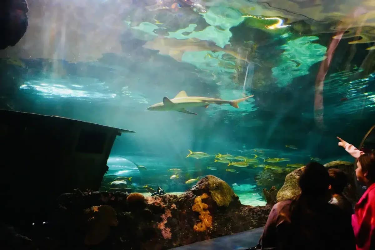 Ripley's Aquarium of the Smokies